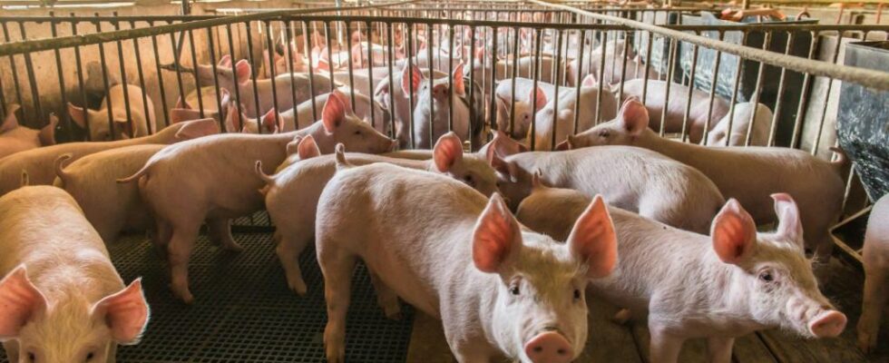 Un ouvrier dune ferme porcine de la province de Burgos