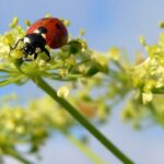 decouvrez le role cle des insectes