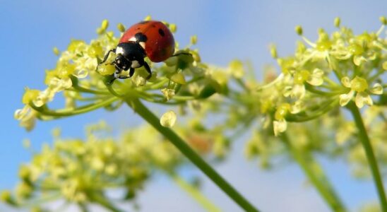 decouvrez le role cle des insectes