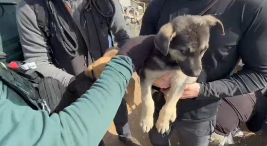 19 chiens doccasion liberes dans des rituels macabres qui vivaient