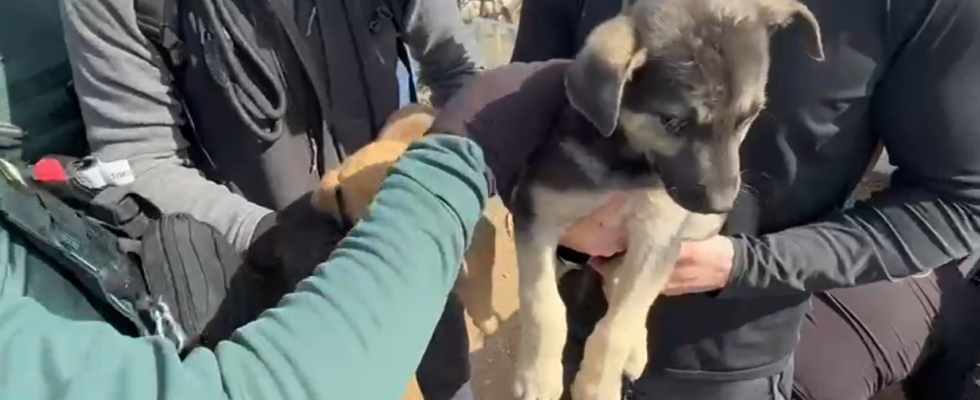 19 chiens doccasion liberes dans des rituels macabres qui vivaient