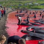 Cetacean Matanza Faroe Ils demandent a lEspagne darreter dimporter