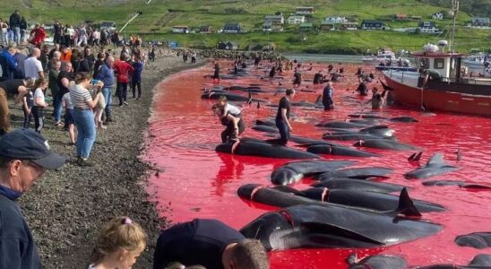 Cetacean Matanza Faroe Ils demandent a lEspagne darreter dimporter