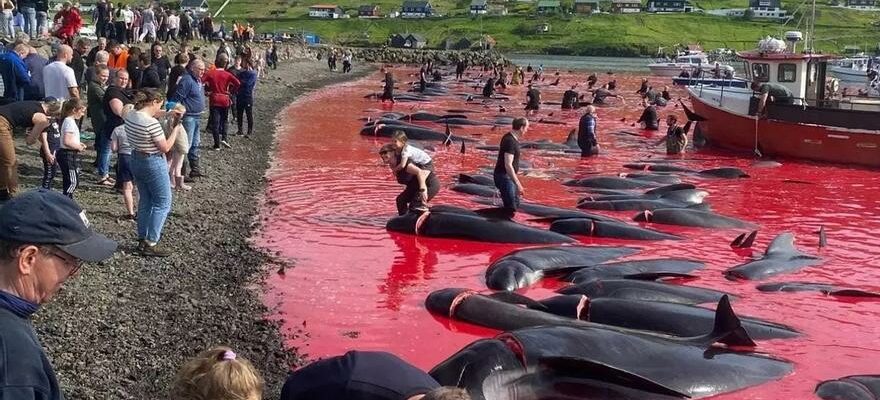 Cetacean Matanza Faroe Ils demandent a lEspagne darreter dimporter