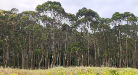 Forets de carbone Les especes envahissantes menacent la capacite