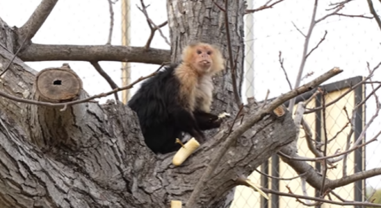 Ils sauvent un singe capucin de larbre dun champ de