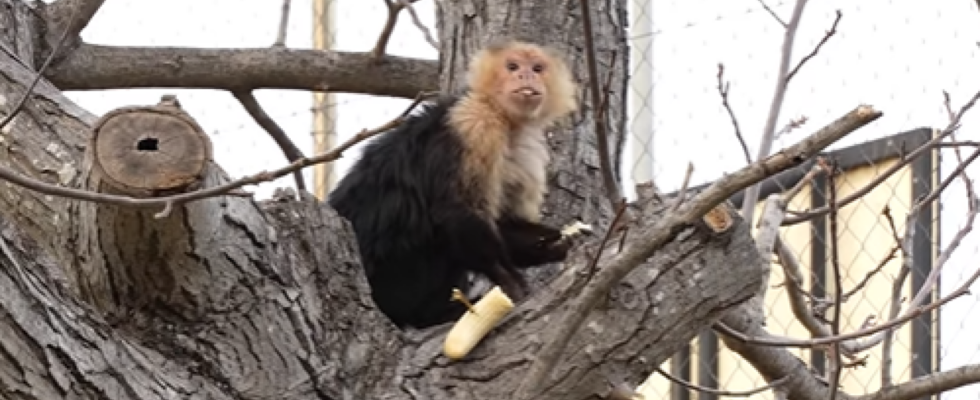 Ils sauvent un singe capucin de larbre dun champ de