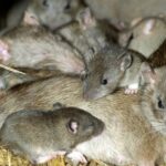 Invasion de rat Alerte mondiale il y a de