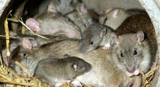 Invasion de rat Alerte mondiale il y a de