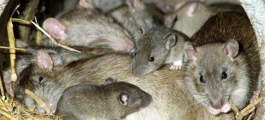 Invasion de rat Alerte mondiale il y a de