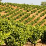 La crise du vin dure les ventes et les exportations