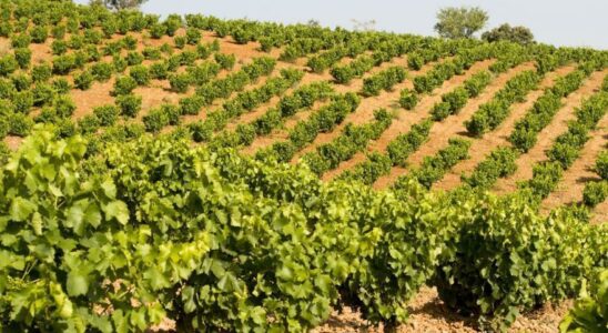 La crise du vin dure les ventes et les exportations