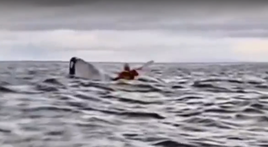 La video incroyable dun jeune homme devore par une baleine