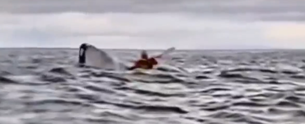 La video incroyable dun jeune homme devore par une baleine