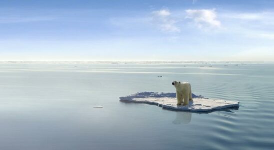 Ours polaires menaces Membre arctique de la population de