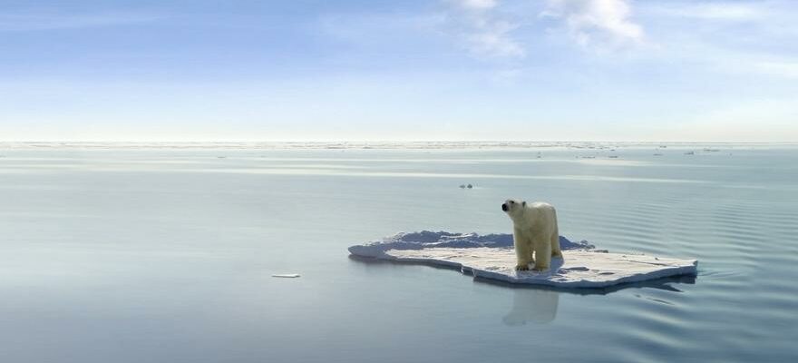 Ours polaires menaces Membre arctique de la population de