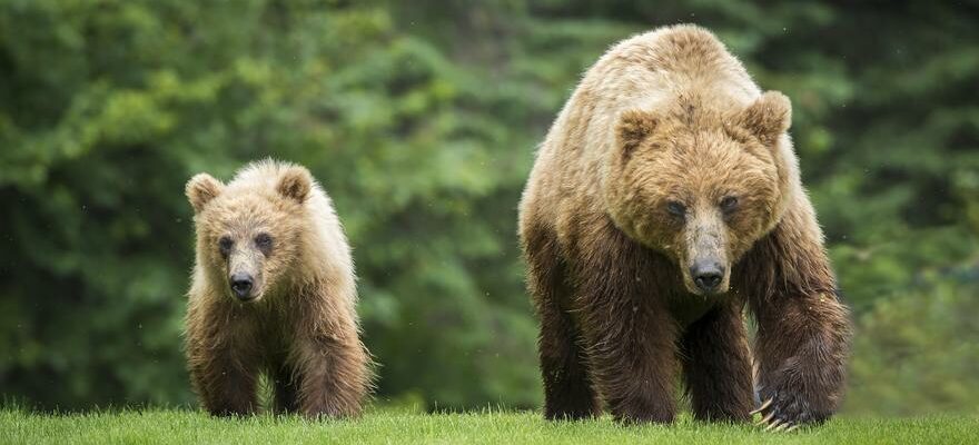 Perte de biodiversite La Catalogne a perdu 28 de