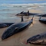 Plus de 150 baleines sont bloquees sur une plage australienne