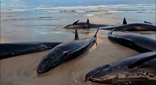 Plus de 150 baleines sont bloquees sur une plage australienne