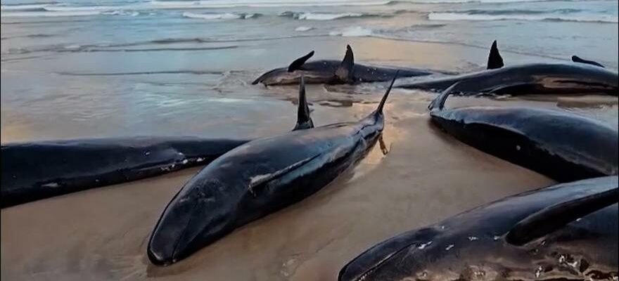 Plus de 150 baleines sont bloquees sur une plage australienne