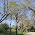 Un boulevard vert reliera Seville Este a Torreblanca en 2027