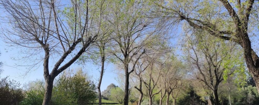 Un boulevard vert reliera Seville Este a Torreblanca en 2027