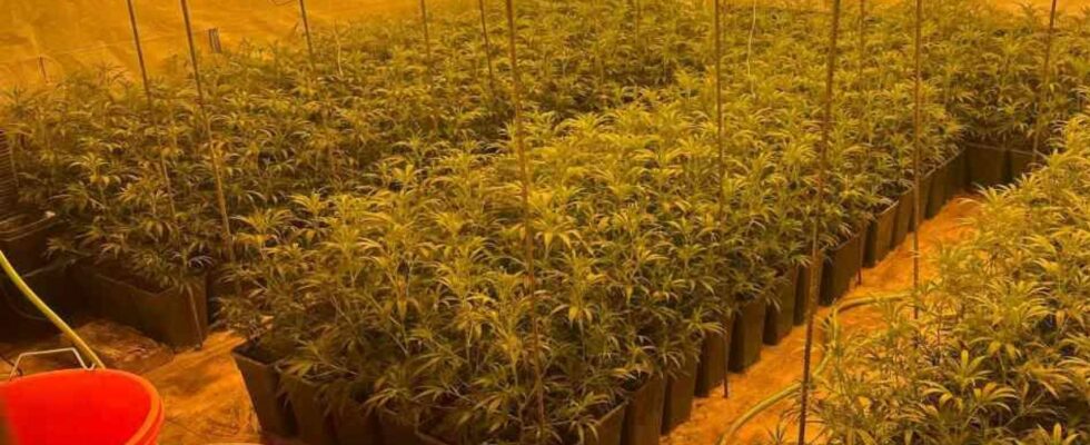 10 detenus et 10 000 plants de marijuana saisis