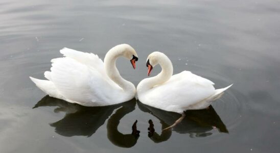 Bourse des oiseaux Pourquoi certains oiseaux choisissent ils de divorcer