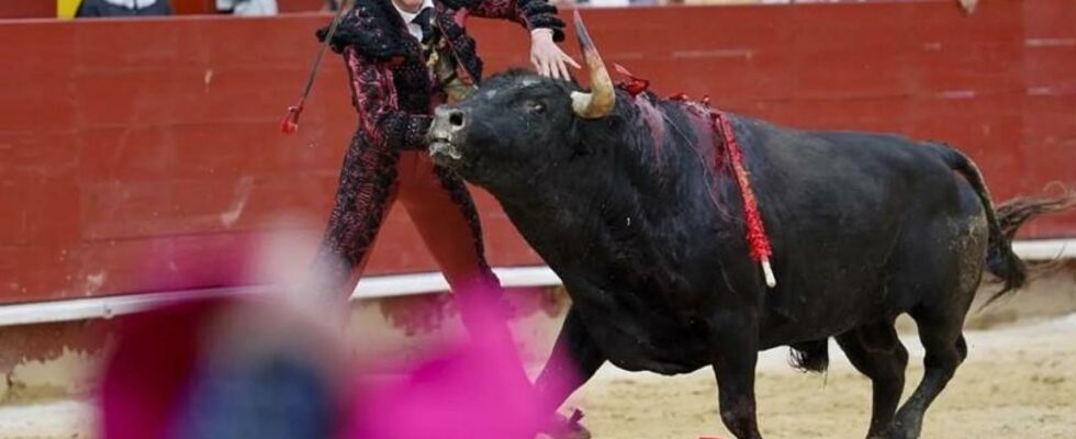 Creepy Buck the Bullfighter Borja Jimenez devant le roi Felipe