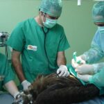 Hopital animal Cest lhopital qui guerit des milliers danimaux