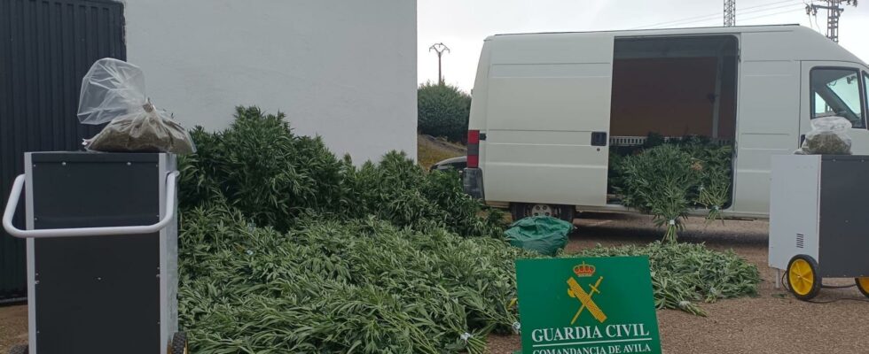 Ils demanent la plus grande plantation de marijuana dans la