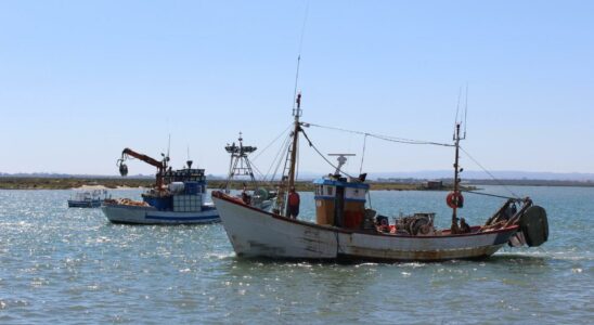 La Chirla et la Coquine consommees a Malaga ne sont