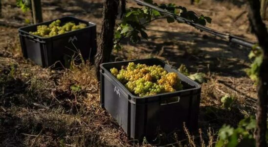 Le secteur cava est menace avec son deuxieme plus grand