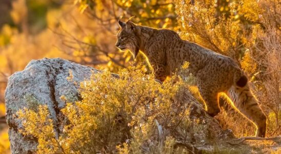 Lynx iberique Le lynx iberien conquiert de nouveaux territoires