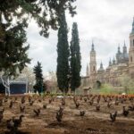 Vinedo Zaragoza Le jardin de La Garnacha de Zaragoza