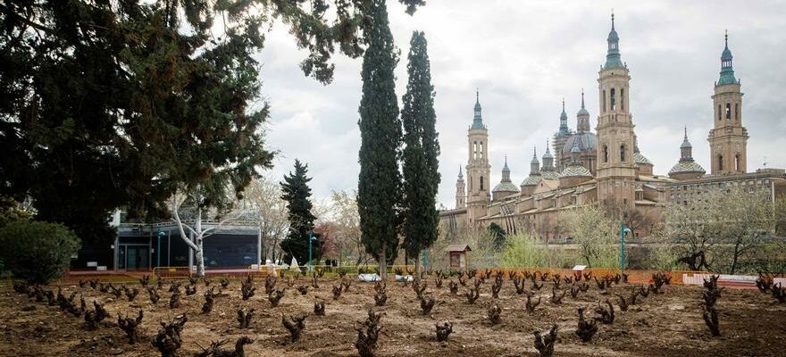 Vinedo Zaragoza Le jardin de La Garnacha de Zaragoza