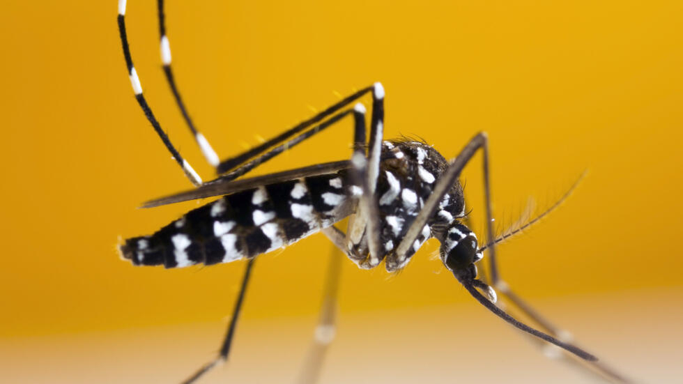 The tiger mosquito is the vector of viruses such as chikungunya, zika or dengue fever.