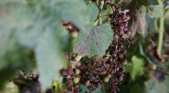 90 of Bordeaux vineyards ravaged mildew particularly destructive in 2023