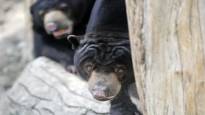 A bear in a Chinese zoo is allegedly a human