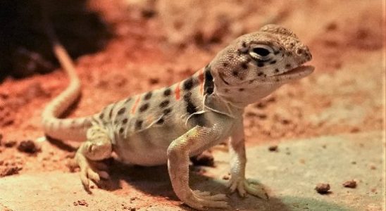 Collared iguana hatched from egg in Amersfoort Zoo but parents