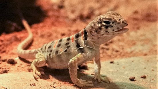 Collared iguana hatched from egg in Amersfoort Zoo but parents
