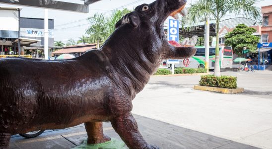 Colombia hippopotamuses the last legacy of Pablo Escobar