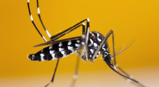Cote dIvoire faces a new dengue epidemic the sixth since