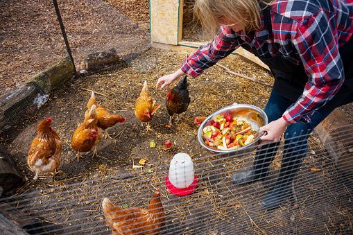 Council approves looking into costing for backyard chickens