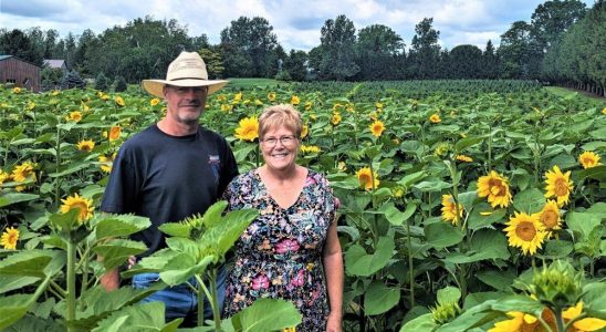 Couple supports Alzheimer society through sunflower field
