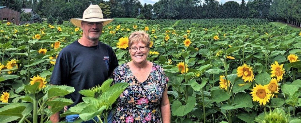 Couple supports Alzheimer society through sunflower field
