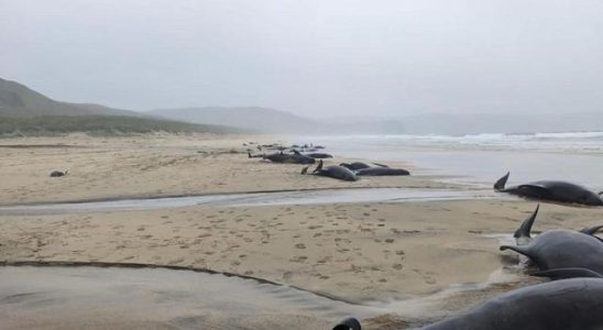 Dozens of whales washed ashore Suicide suspicion drew attention Images