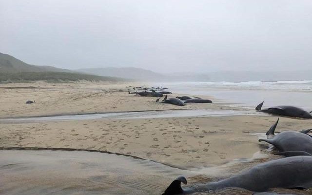 Dozens of whales washed ashore Suicide suspicion drew attention Images