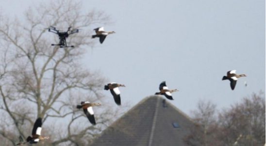 Driving away geese with drones the new standard A trial