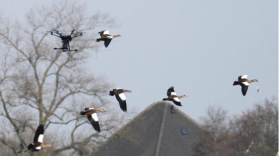 Driving away geese with drones the new standard A trial